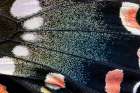 Butterfly wing close-up Art Print